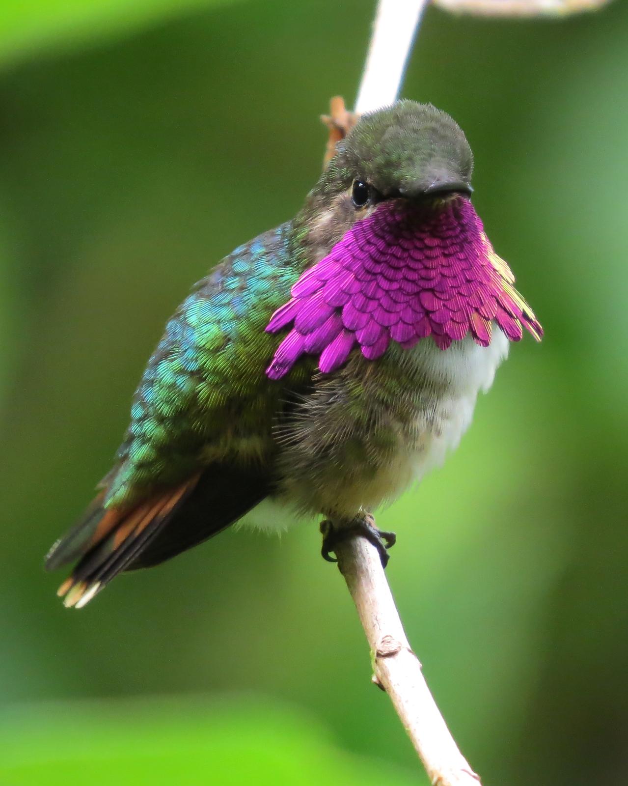 Wine-throated Hummingbird Photo by John van Dort