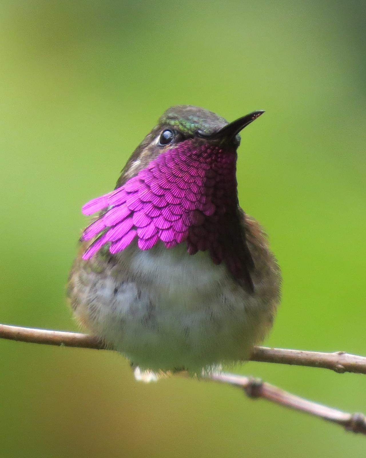 Wine-throated Hummingbird Photo by John van Dort