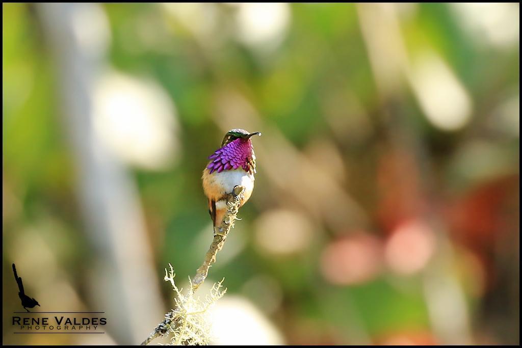 Wine-throated Hummingbird Photo by Rene Valdes
