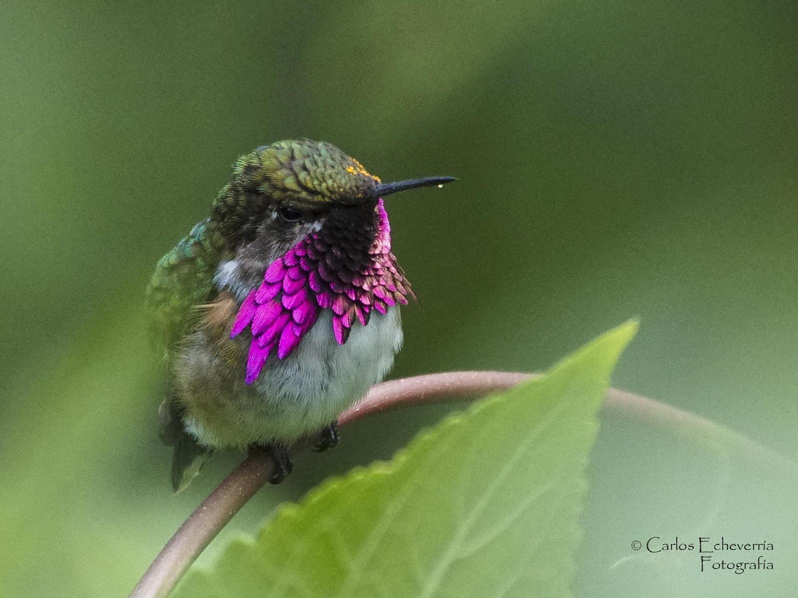 Wine-throated Hummingbird Photo by Carlos Echeverría