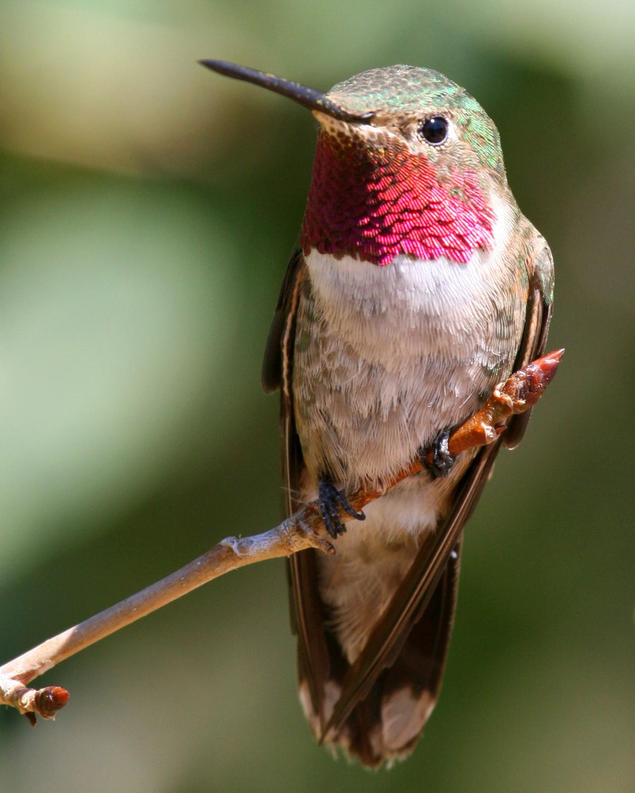 Broad-tailed Hummingbird Photo by Nathan Renn