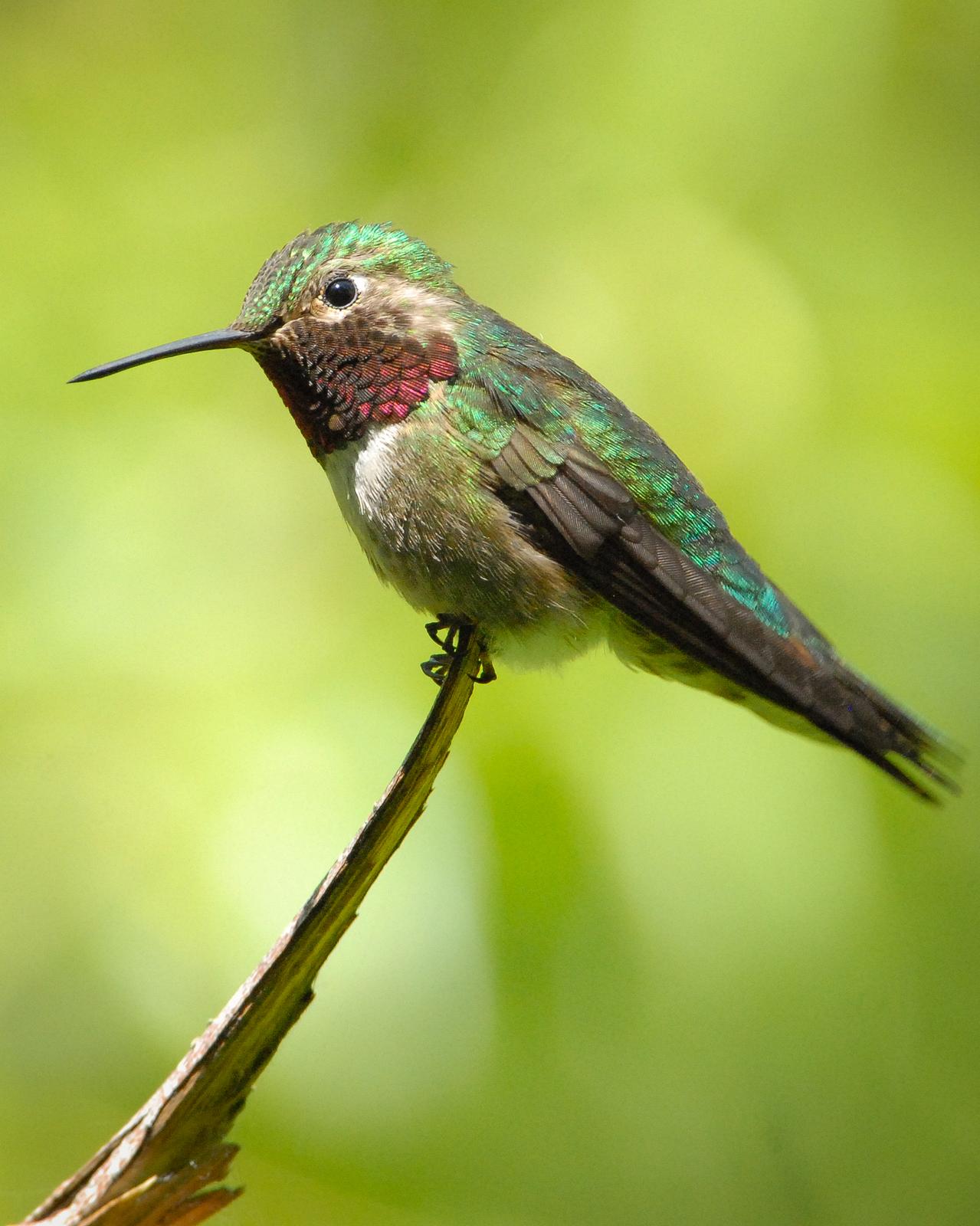 Broad-tailed Hummingbird Photo by Mike Fish