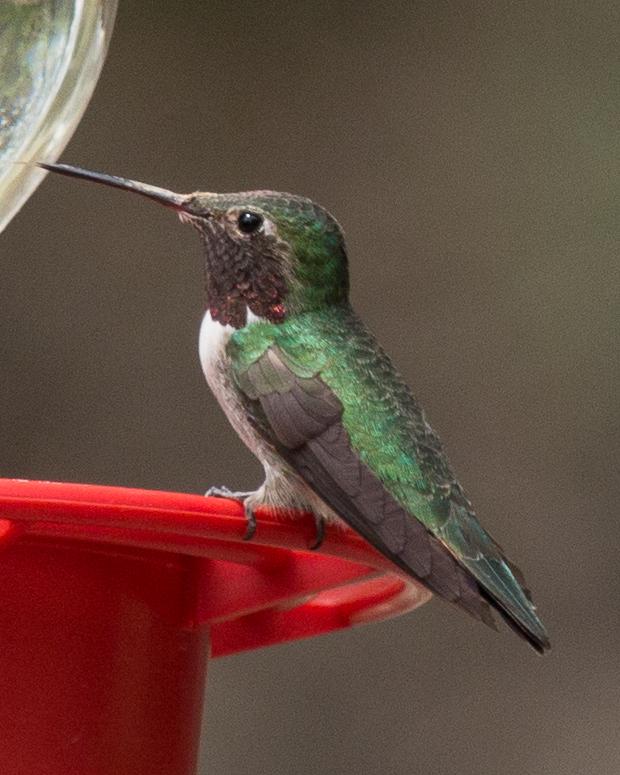 Broad-tailed Hummingbird Photo by Anita Strawn de Ojeda