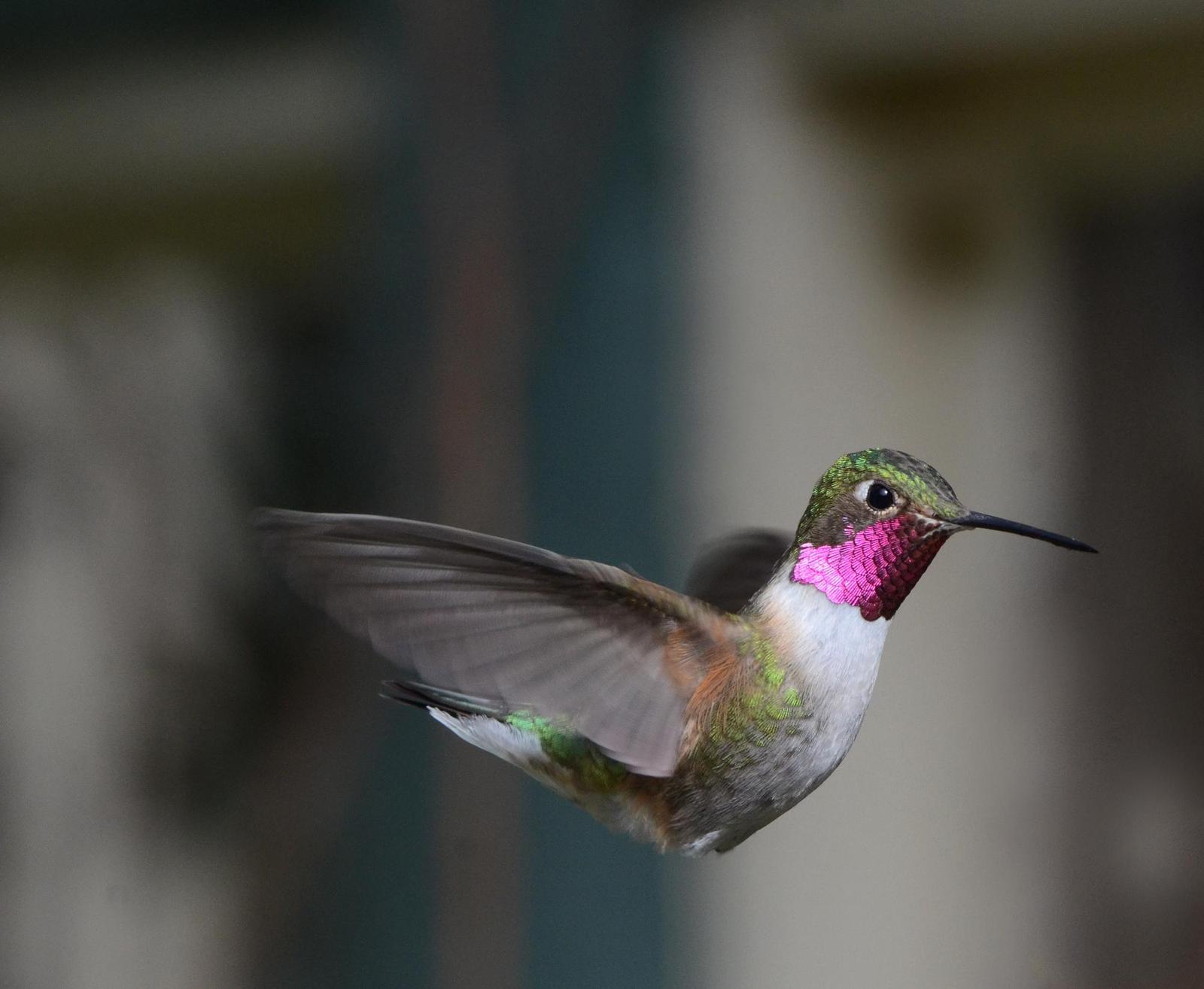 Broad-tailed Hummingbird Photo by Steven Mlodinow