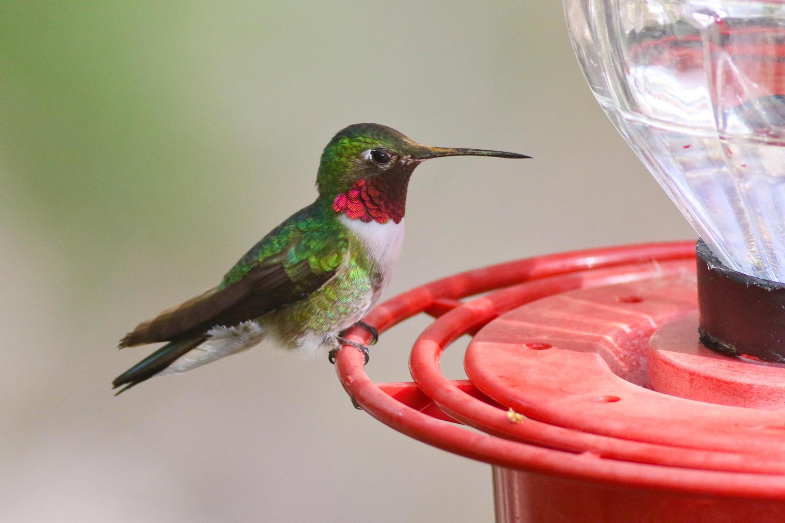 Broad-tailed Hummingbird Photo by Tom Ford-Hutchinson
