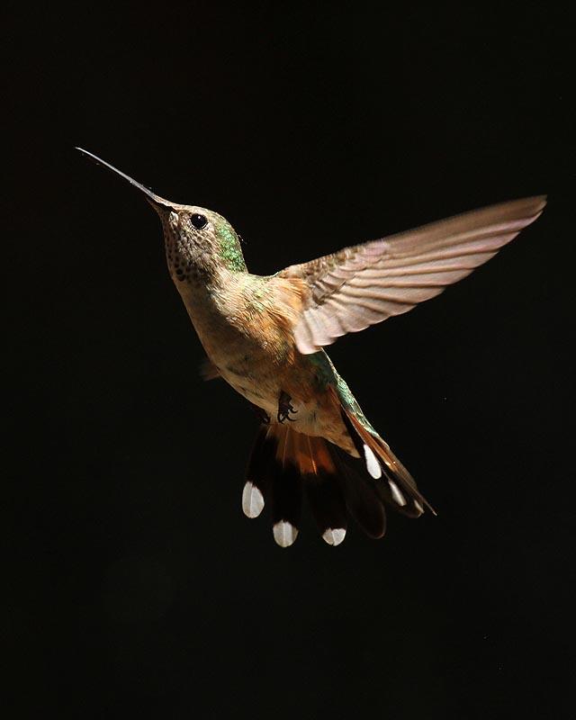 Broad-tailed Hummingbird Photo by Cathy Sheeter