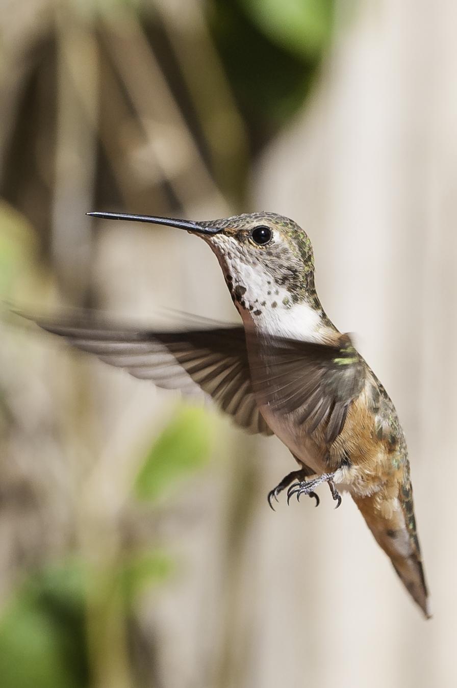 Broad-tailed Hummingbird Photo by Mason Rose