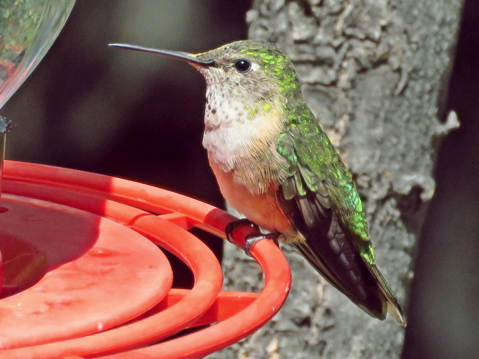 Broad-tailed Hummingbird Photo by Bob Neugebauer