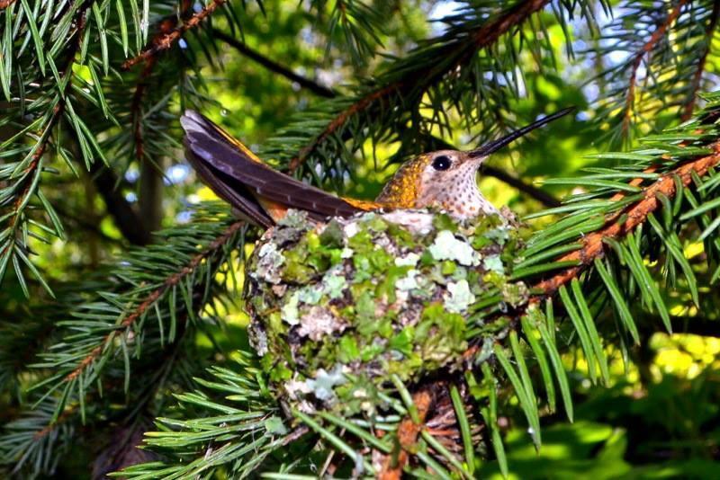 Broad-tailed Hummingbird Photo by Amanda Bloxom