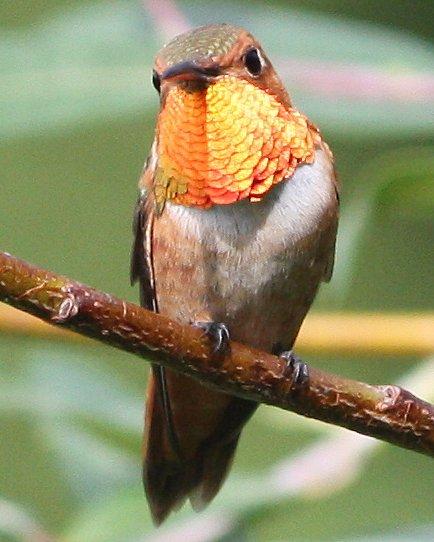 Rufous Hummingbird Photo by Andrew Core