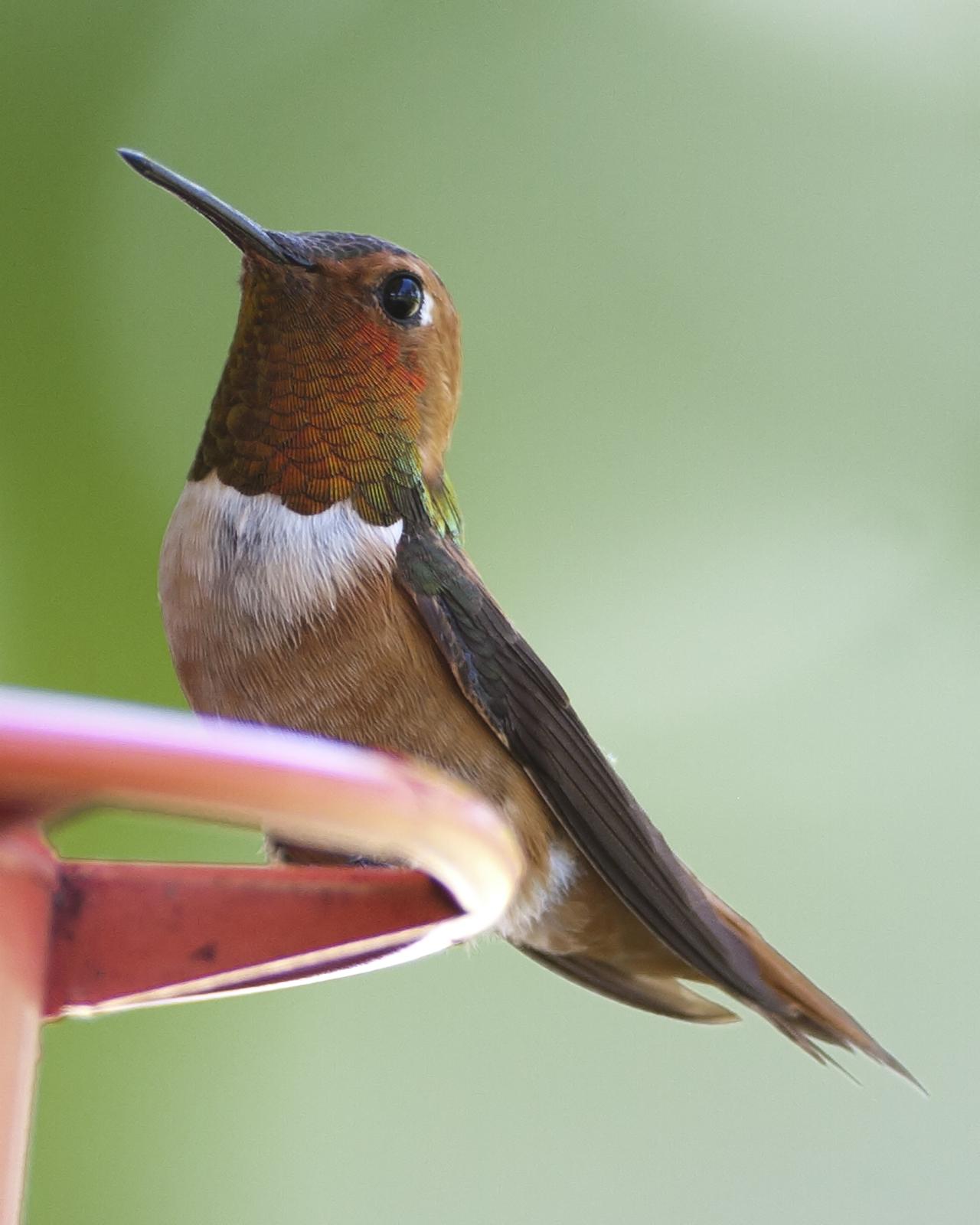 Rufous Hummingbird Photo by Bill Adams