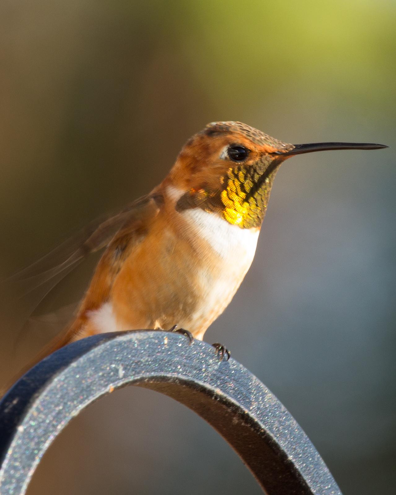 Rufous Hummingbird Photo by Anita Strawn de Ojeda