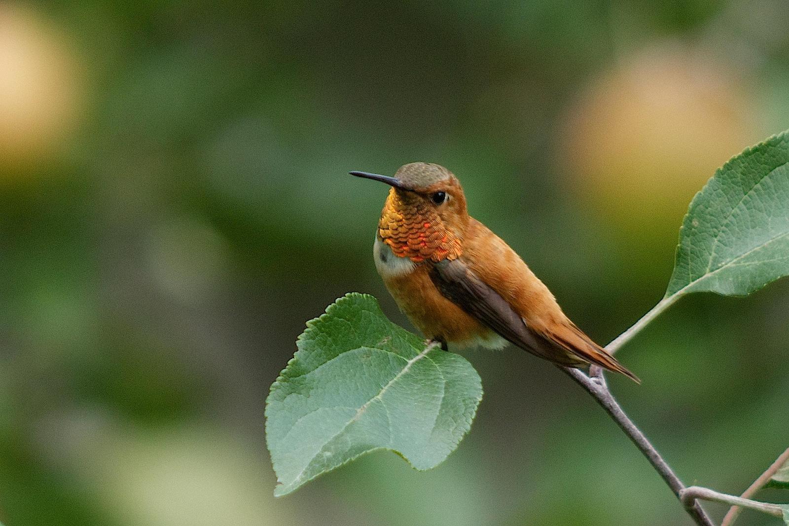 Rufous Hummingbird Photo by Gerald Hoekstra