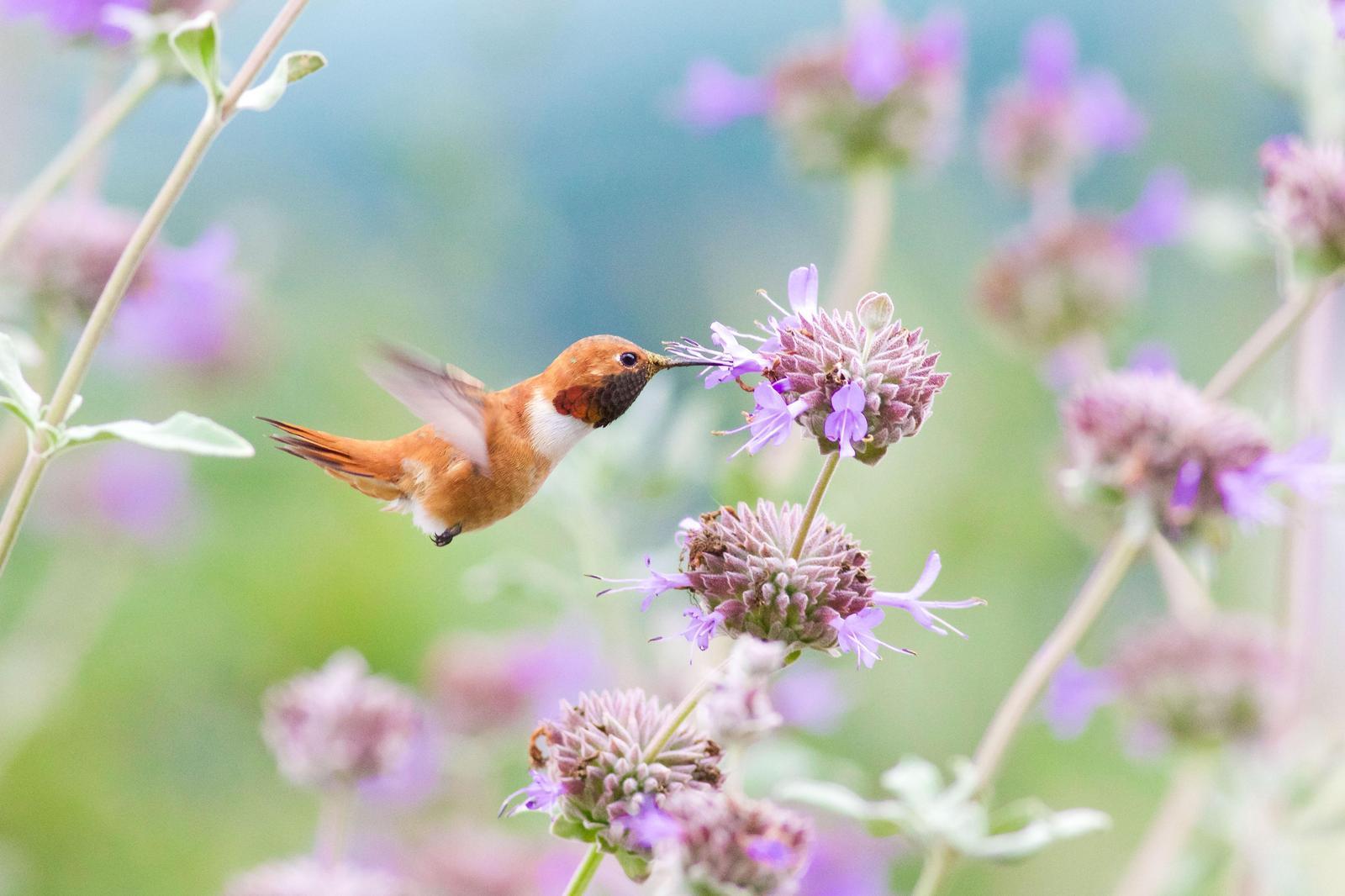 Rufous Hummingbird Photo by Tom Ford-Hutchinson