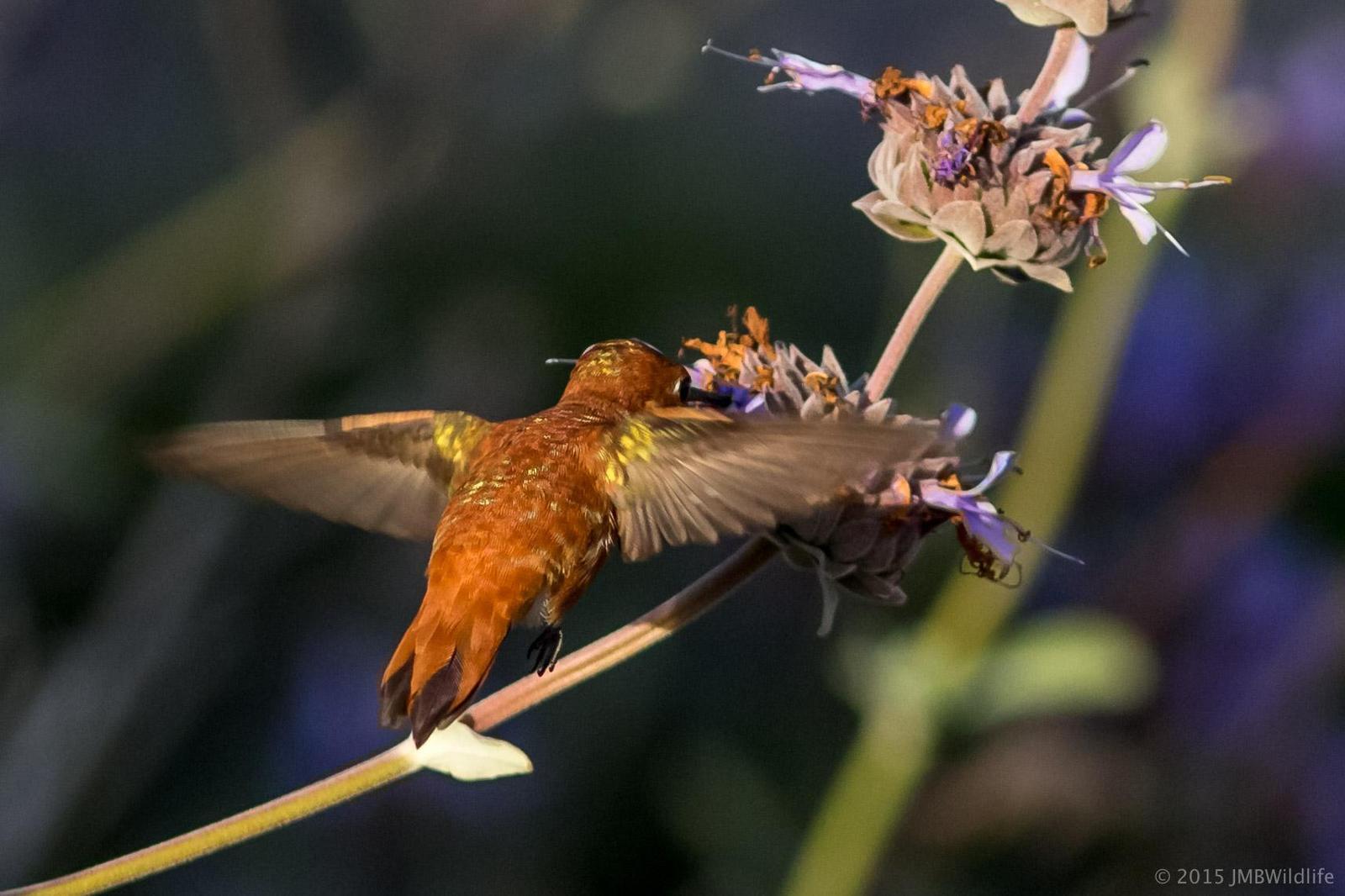 Rufous Hummingbird Photo by Jeff Bray