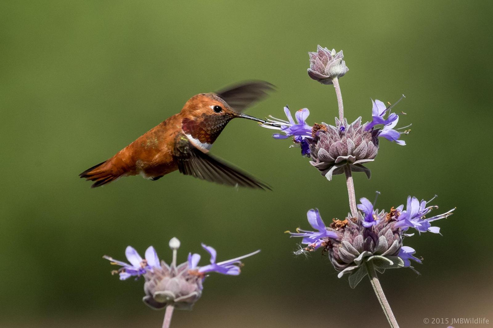 Rufous Hummingbird Photo by Jeff Bray