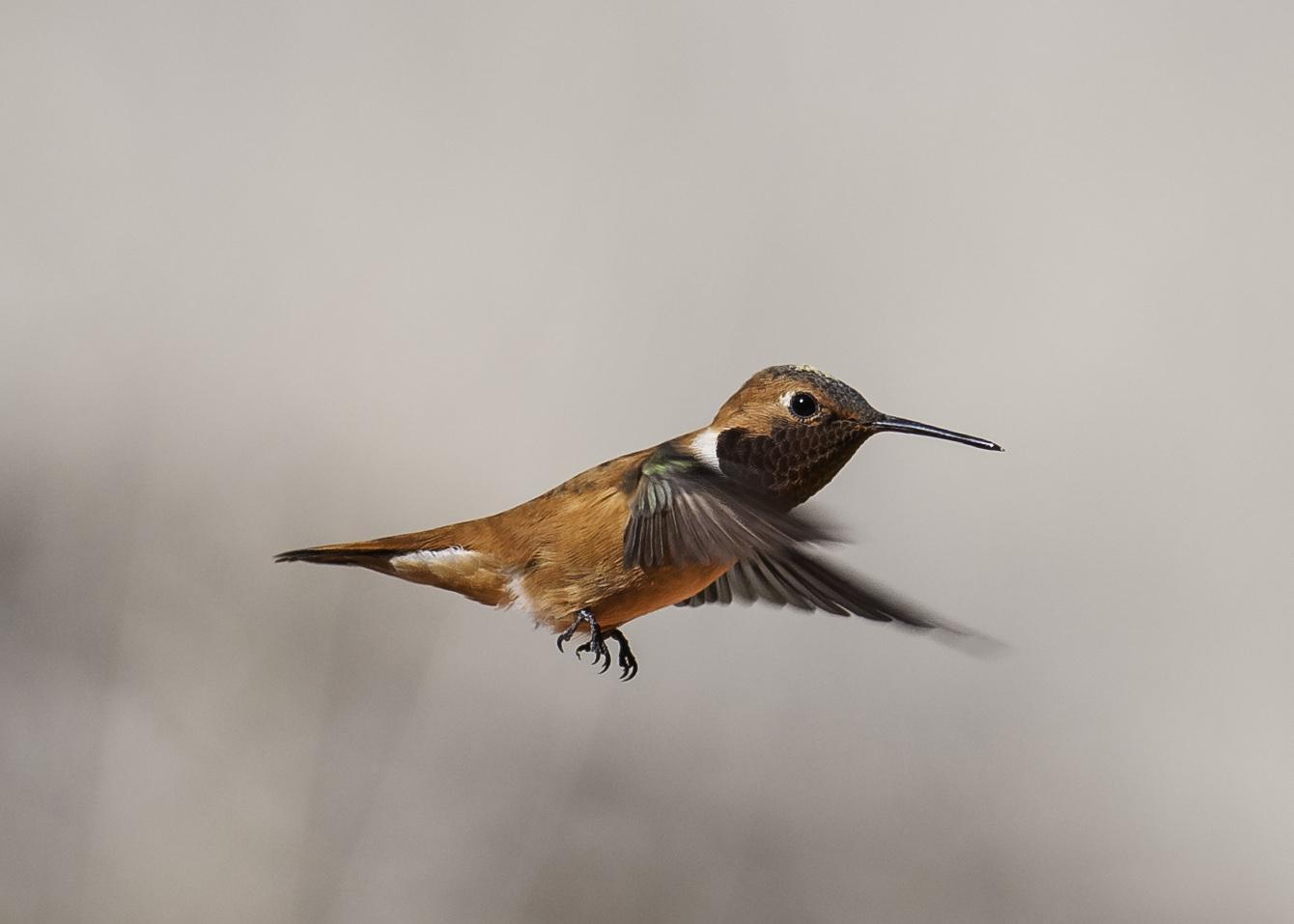 Rufous Hummingbird Photo by Mason Rose