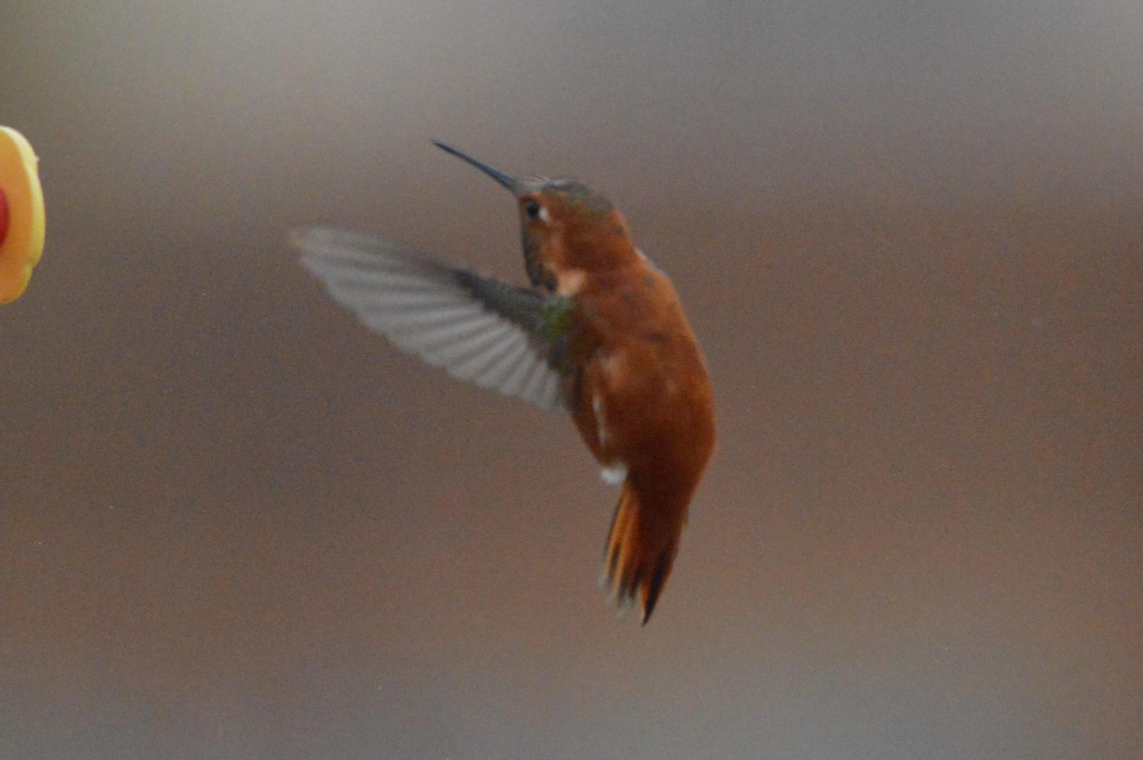 Rufous Hummingbird Photo by Jeannette Piecznski