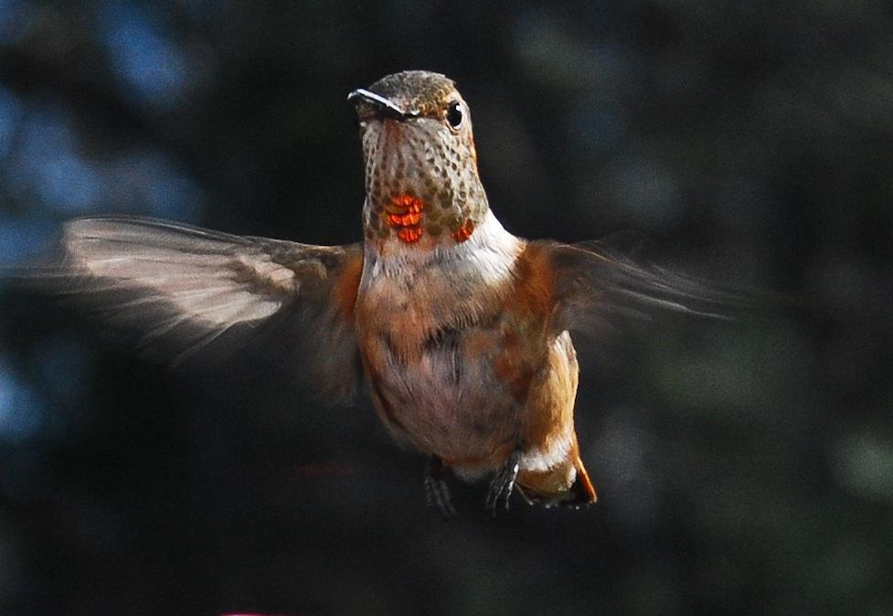 Rufous Hummingbird Photo by Laurie  Stone