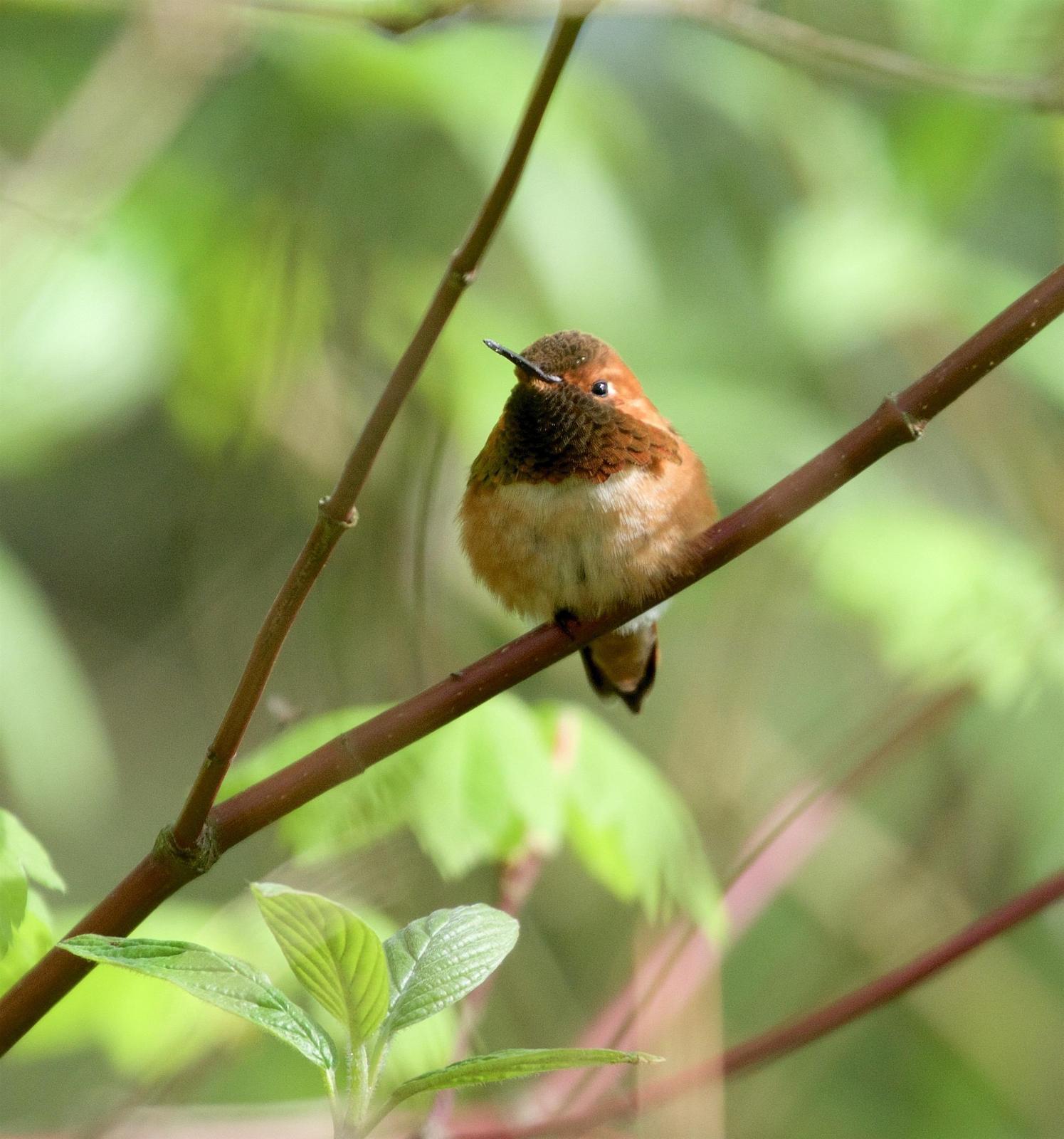 Rufous Hummingbird Photo by Kathryn Keith