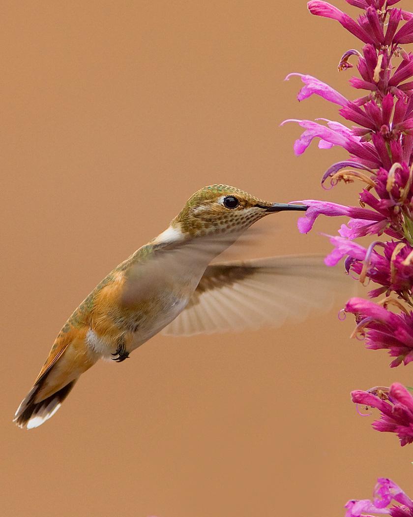 Rufous Hummingbird Photo by Josh Haas