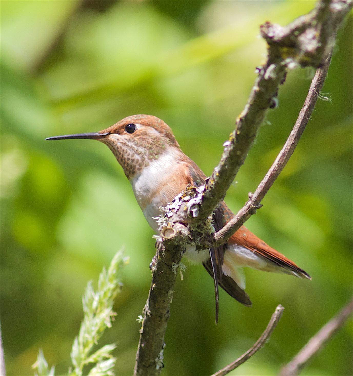 Rufous Hummingbird Photo by Kathryn Keith