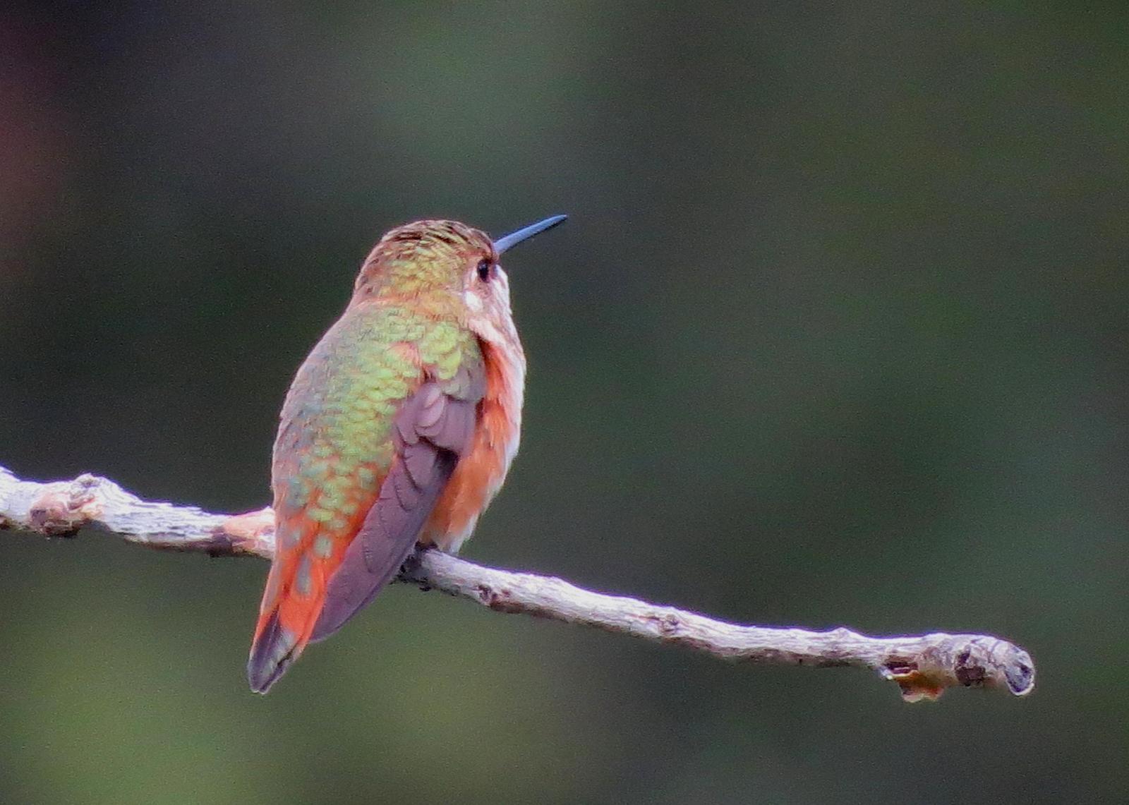 Rufous Hummingbird Photo by Kent Jensen