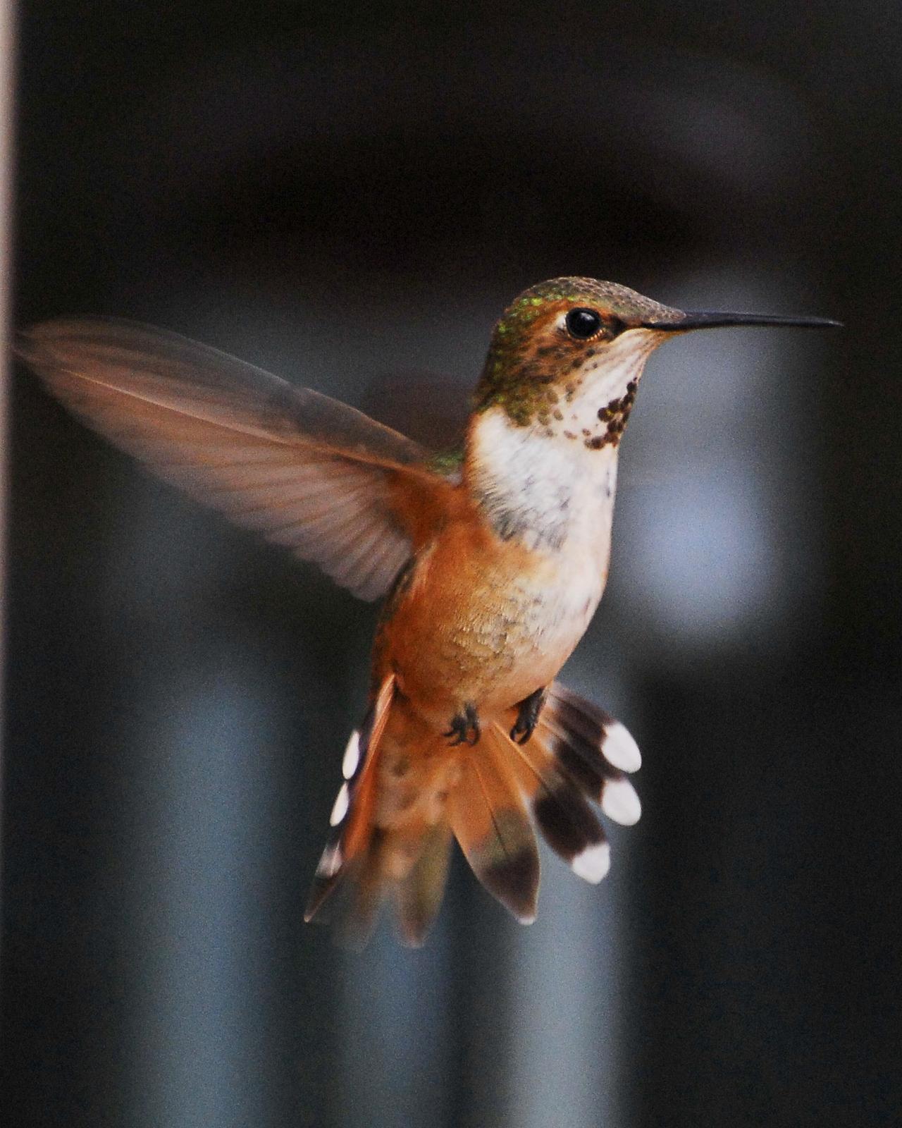 Rufous Hummingbird Photo by David Hollie