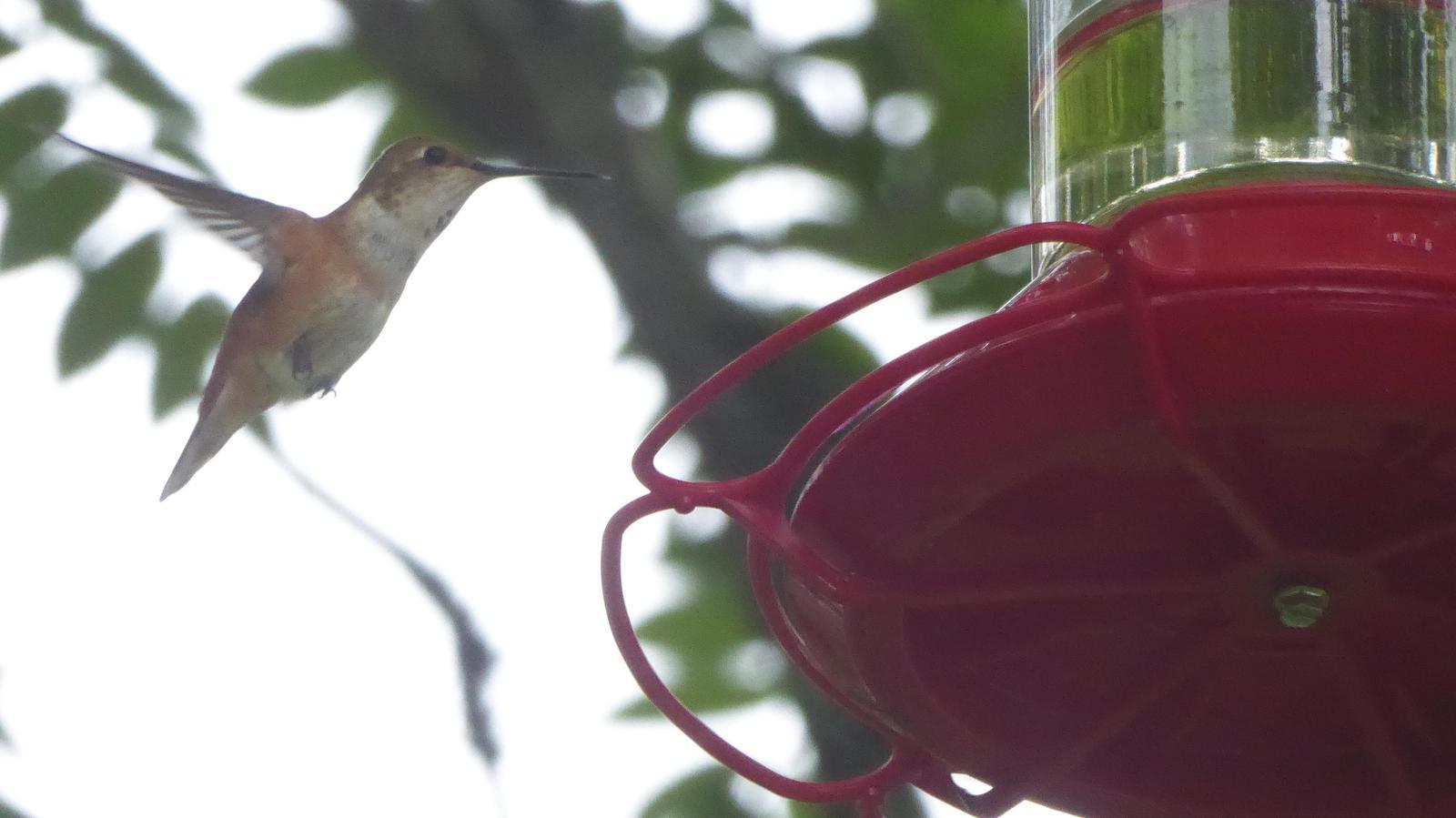 Rufous Hummingbird Photo by Daliel Leite