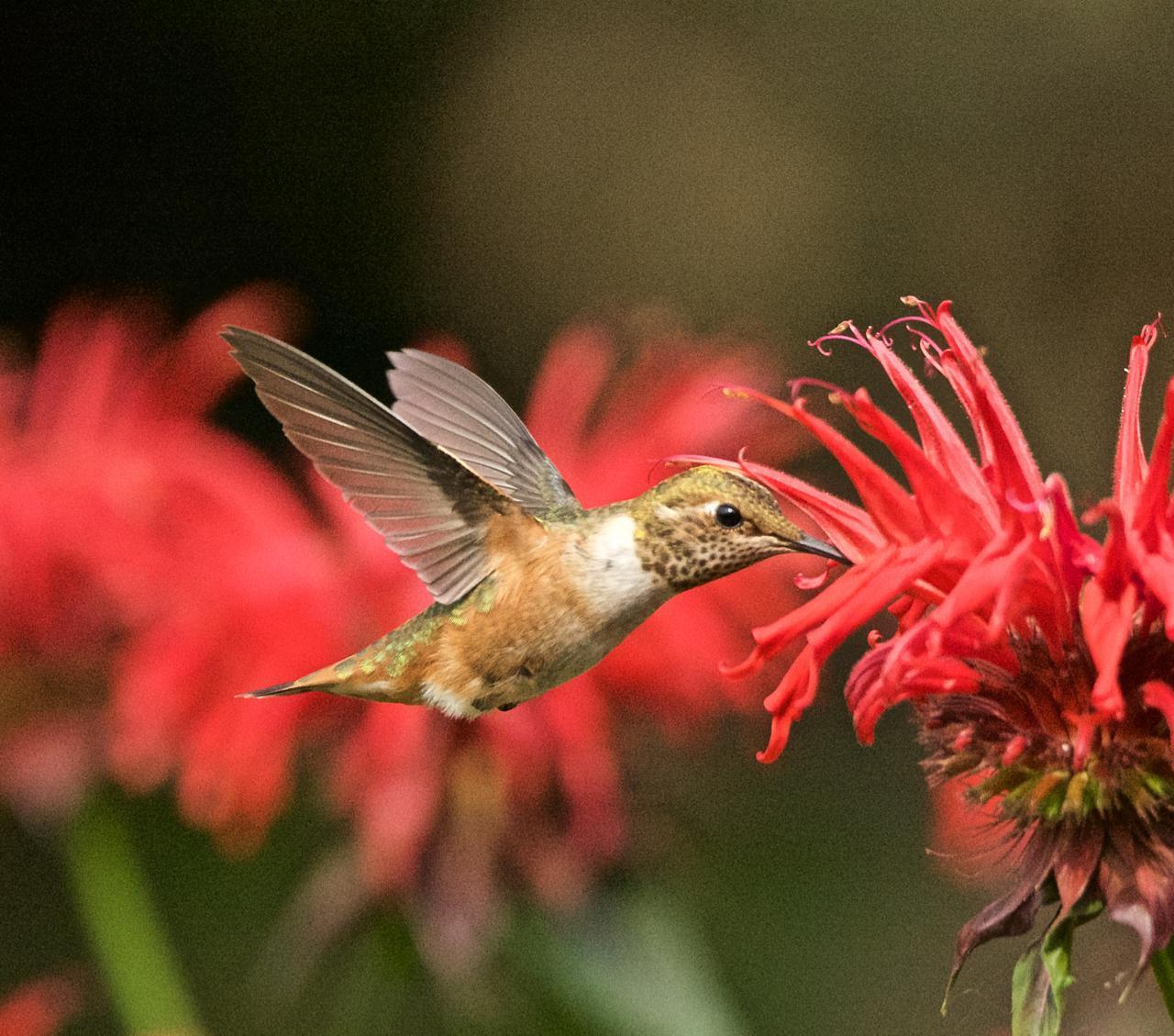 Rufous Hummingbird Photo by Brian Avent