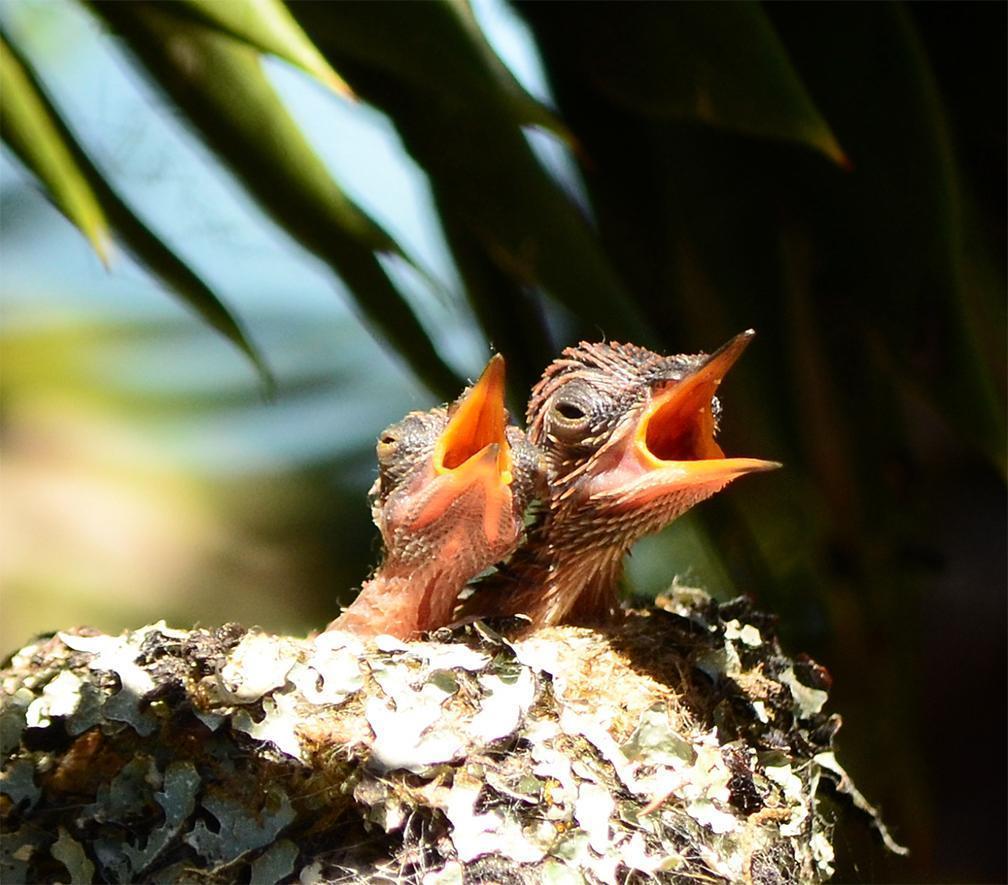 Rufous Hummingbird Photo by Kelly Lenihan
