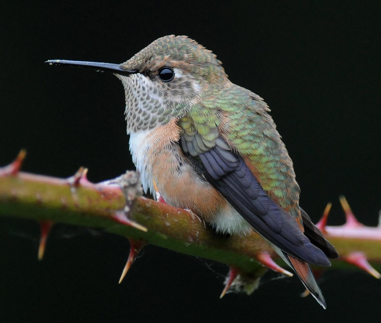 Rufous Hummingbird Photo by Steven Mlodinow