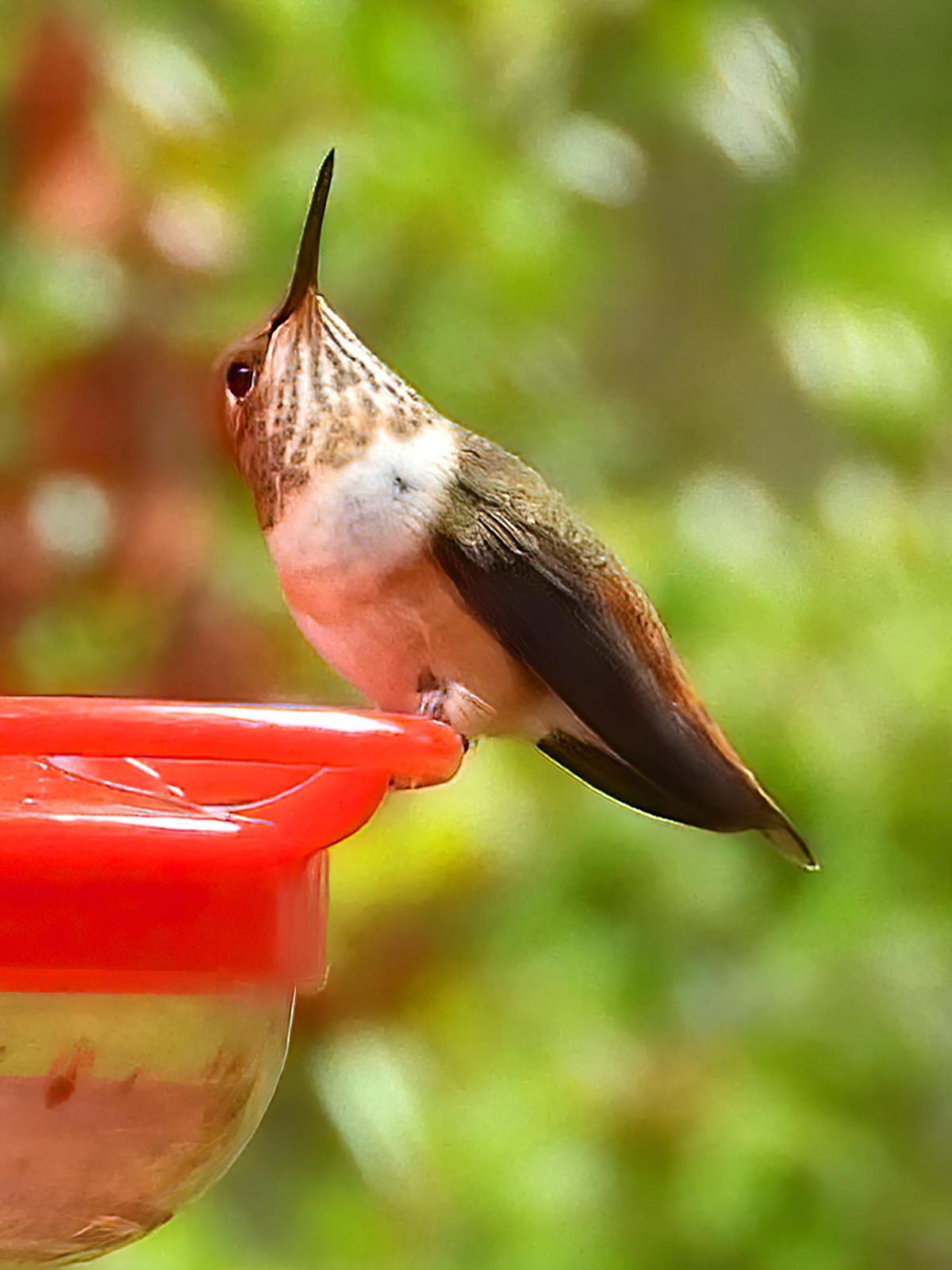 Rufous Hummingbird Photo by Dan Tallman