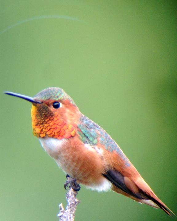 Allen's Hummingbird Photo by James DeBiase