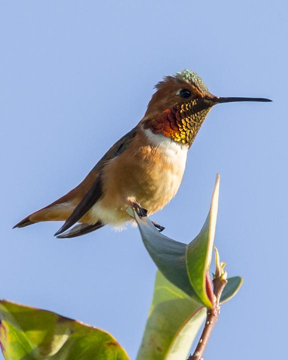 Allen's Hummingbird Photo by Anthony Gliozzo