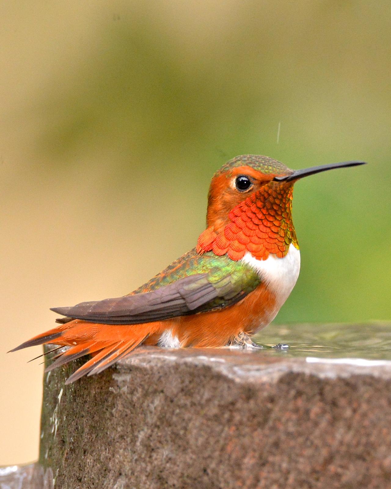 Allen's Hummingbird Photo by Gerald Friesen