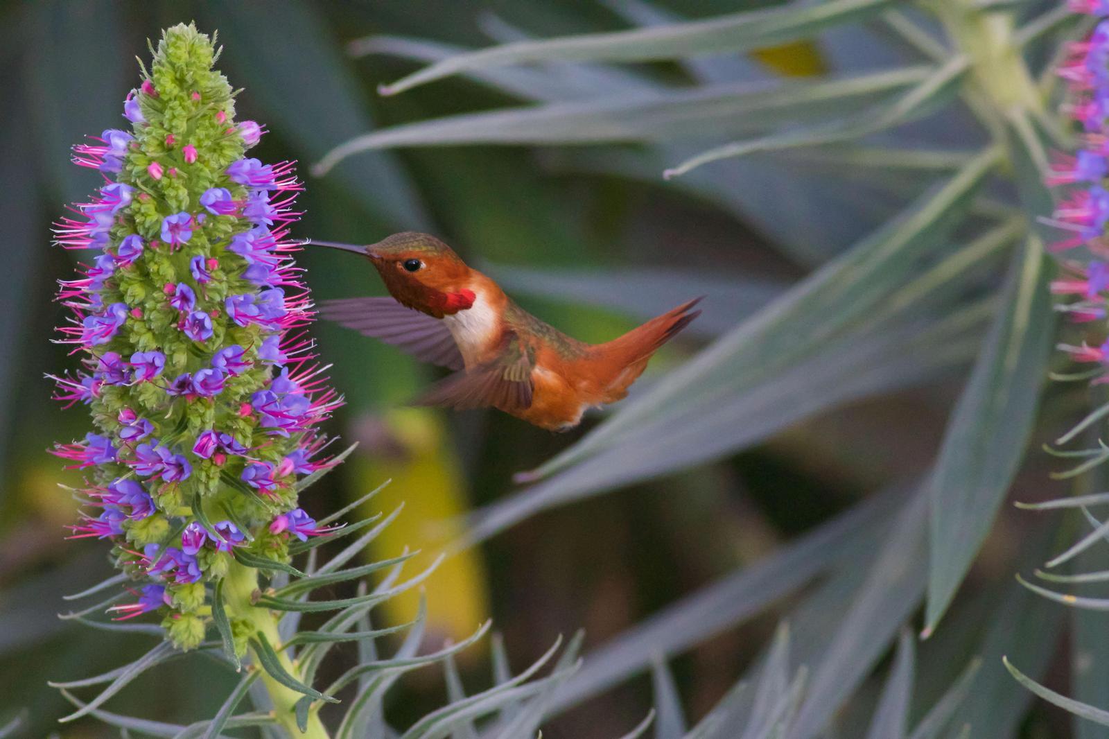 Allen's Hummingbird Photo by Tom Ford-Hutchinson