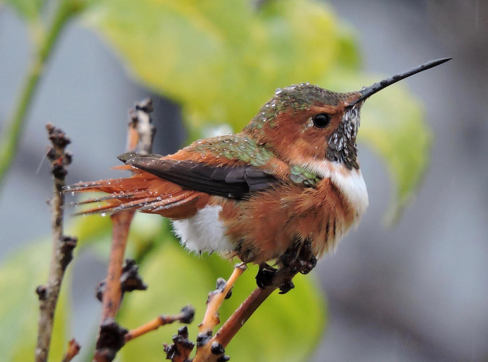 Allen's Hummingbird Photo by Yvonne Burch-Hartley