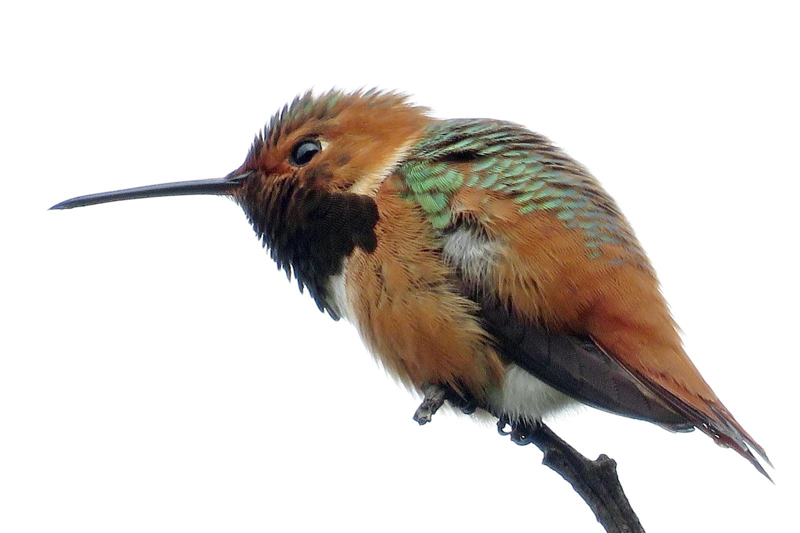 Allen's Hummingbird Photo by Bob Neugebauer