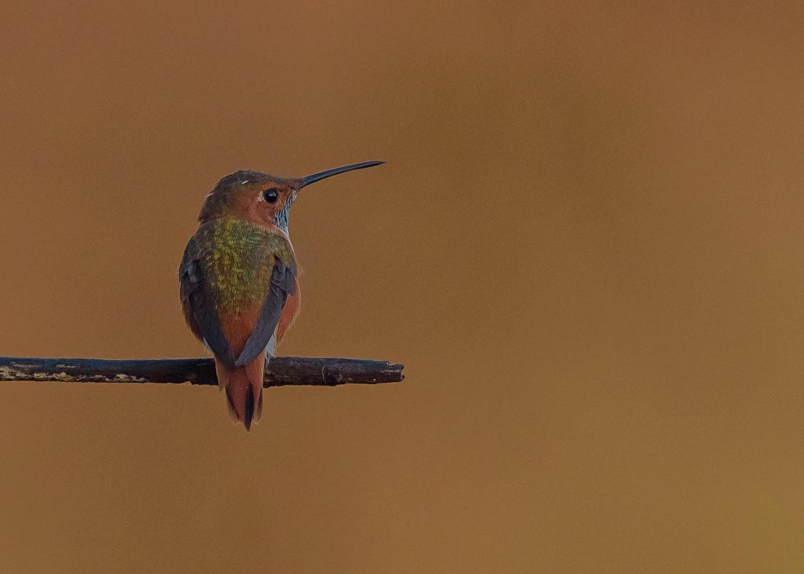 Allen's Hummingbird Photo by Keshava Mysore
