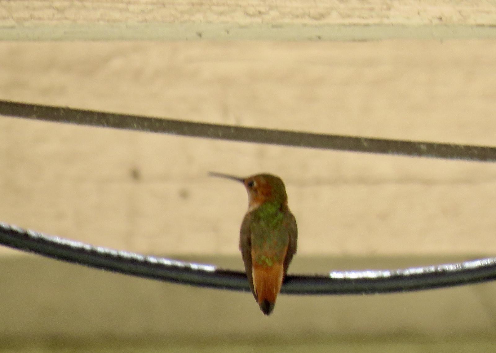 Allen's Hummingbird Photo by Lisa Owens