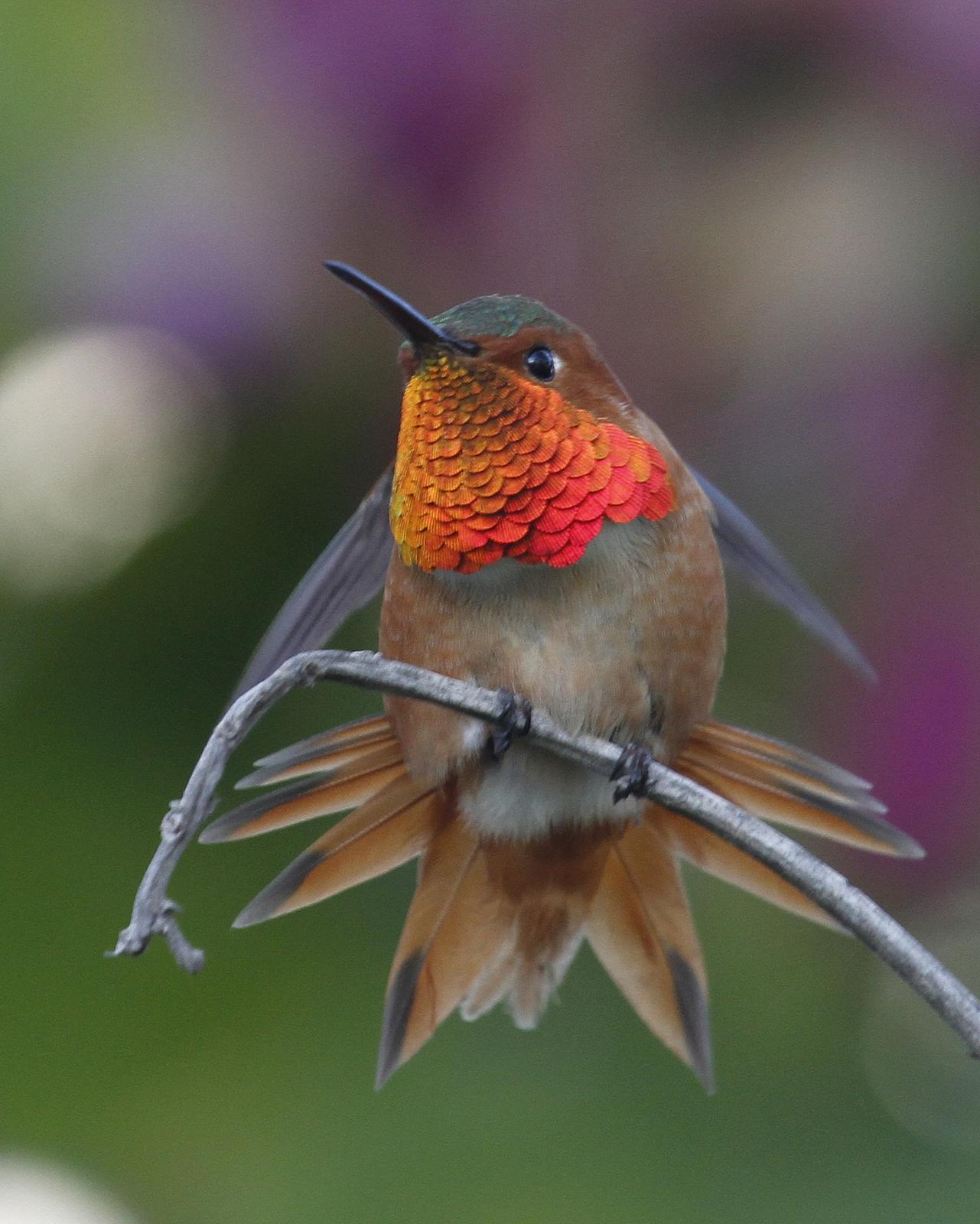 Allen's Hummingbird Photo by Isaac Sanchez