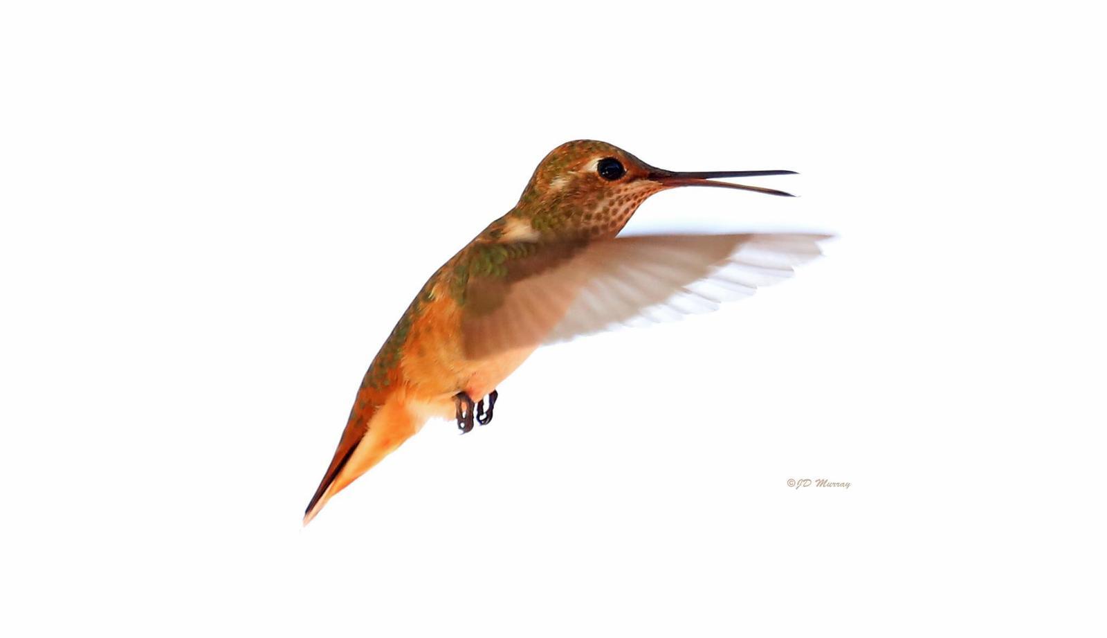 Allen's Hummingbird Photo by Jim  Murray