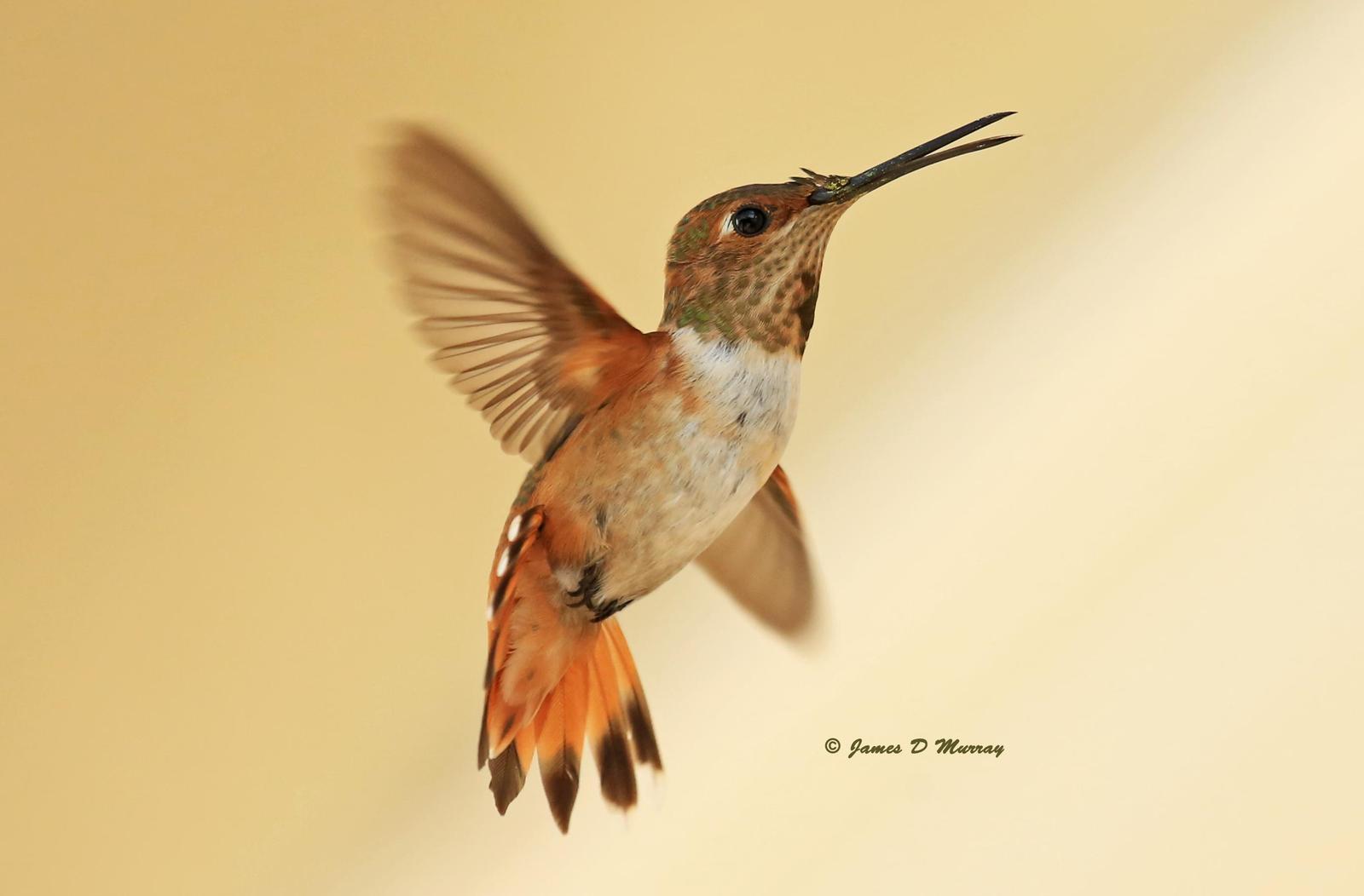 Allen's Hummingbird Photo by Jim  Murray