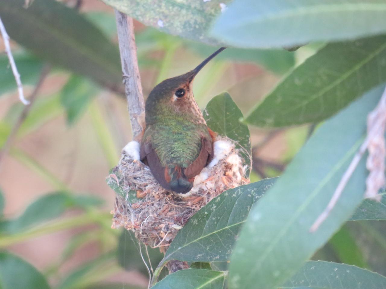 Allen's Hummingbird Photo by James Maley