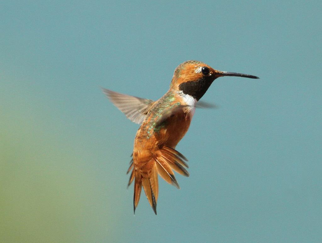 Allen's Hummingbird Photo by Vicki Miller