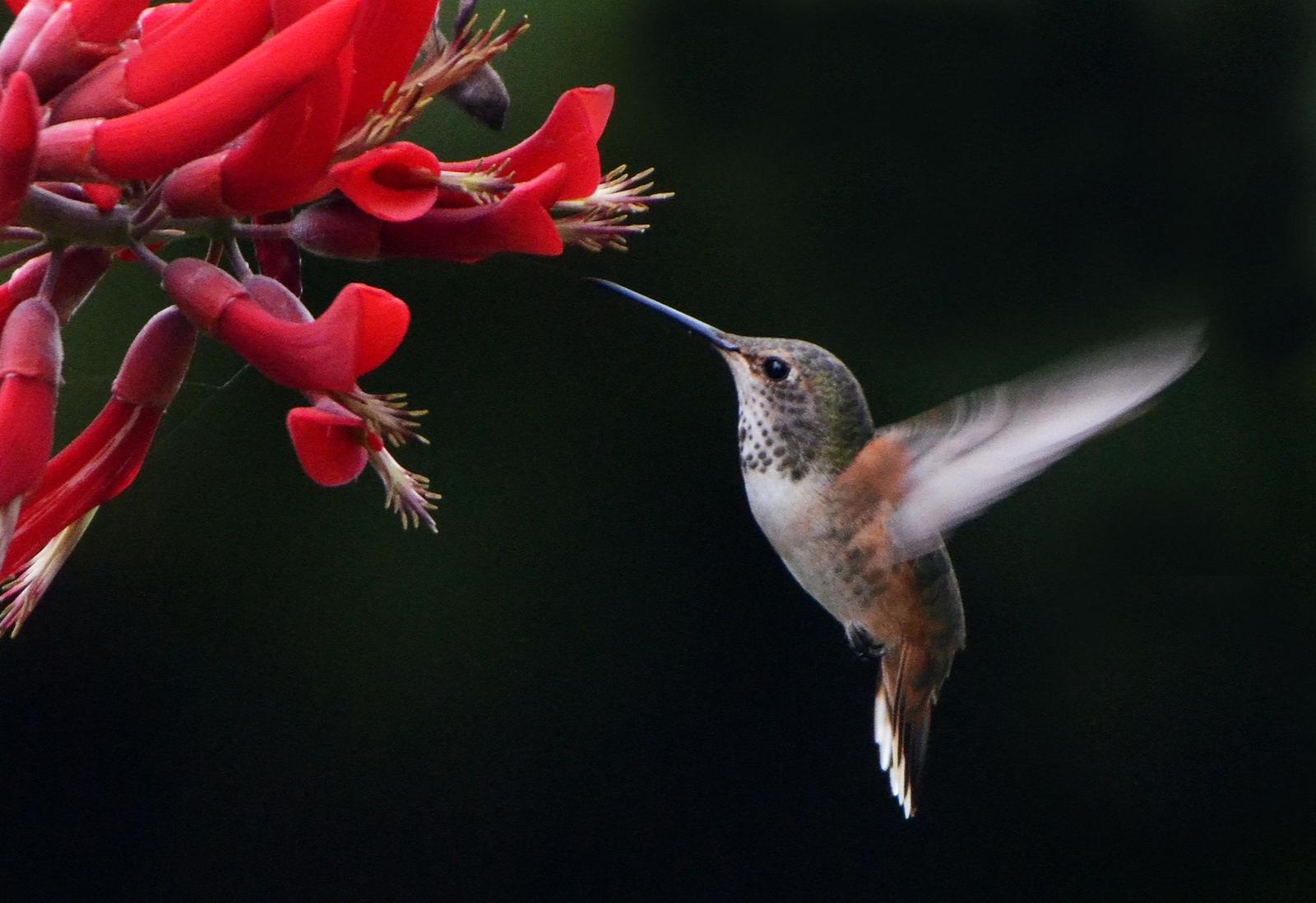 Allen's Hummingbird Photo by Steven Mlodinow