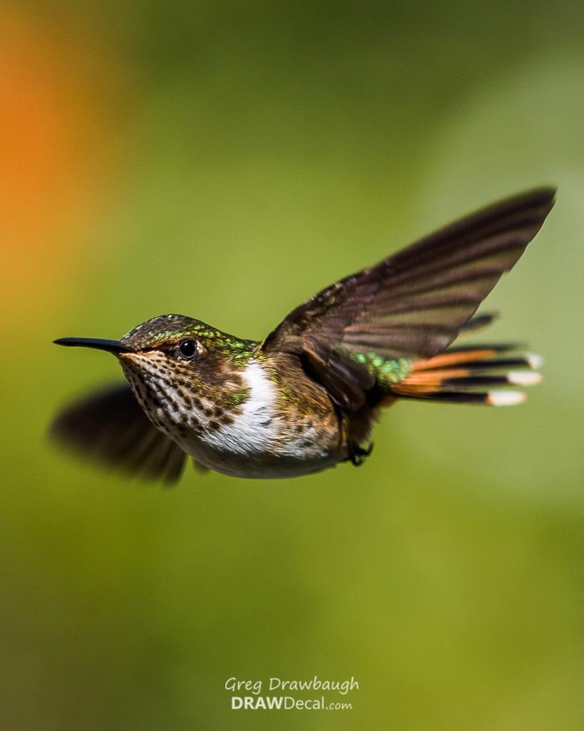 Volcano Hummingbird Photo by Greg Drawbaugh