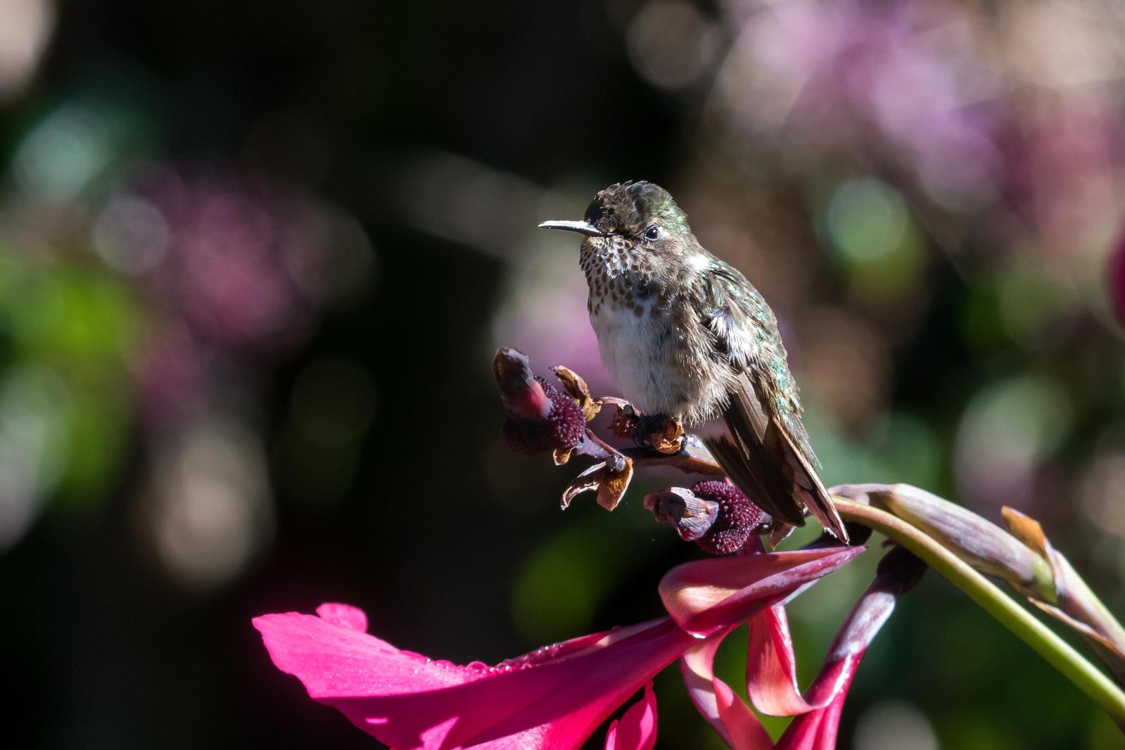 Volcano Hummingbird Photo by Gerald Hoekstra