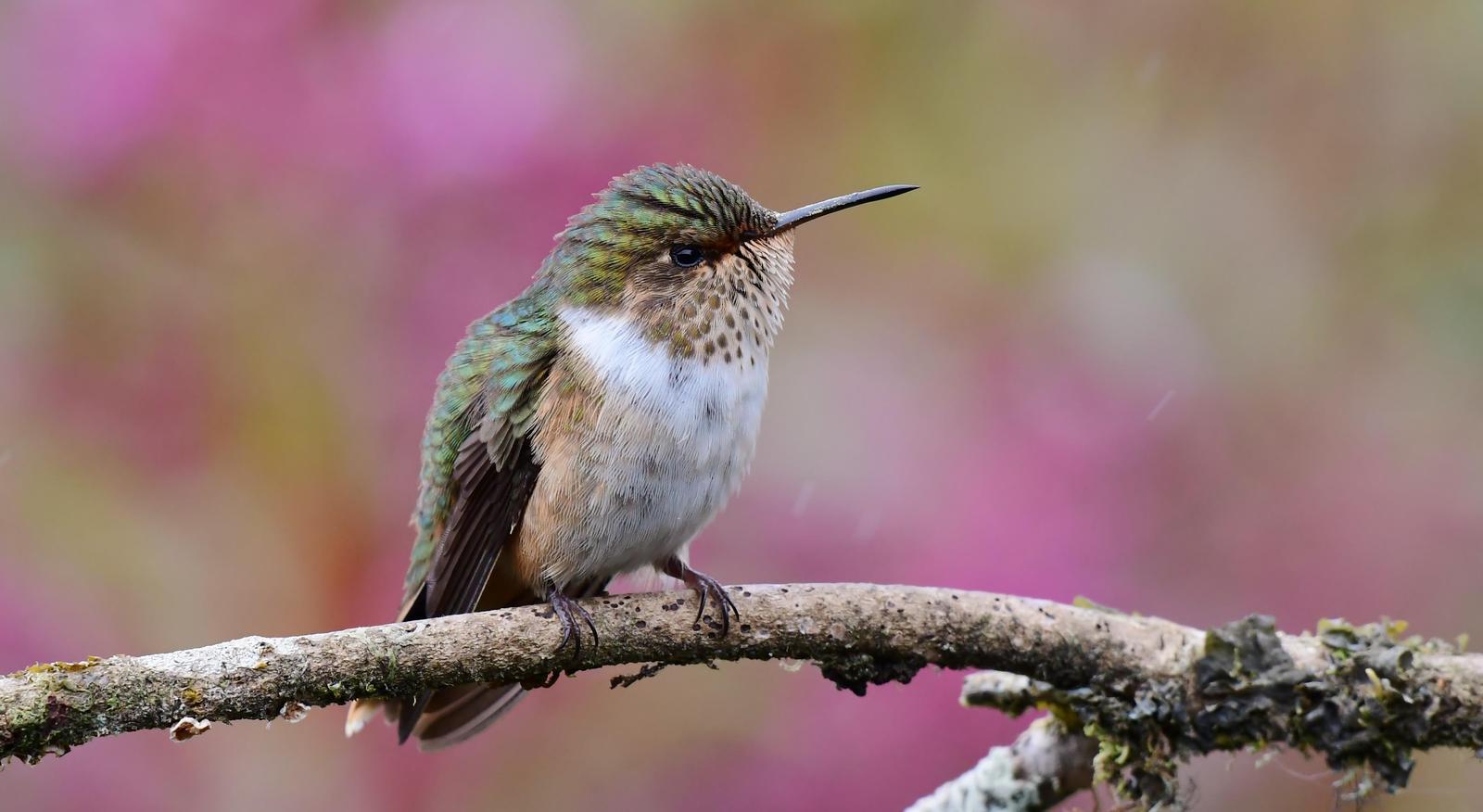 Volcano Hummingbird Photo by Gareth Rasberry